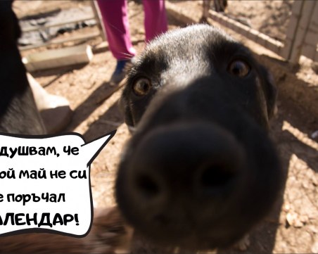 Когато порасна, ще имам ли дом? Мечтите на 12 кучета,които търсят своя човек СНИМКИ