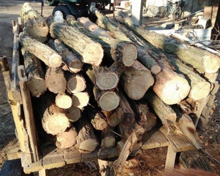 Акция на полицията и пловдивската жандармерия: Пресякоха трафик на незаконна дървесина