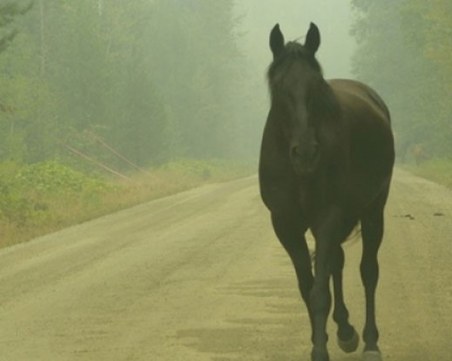 Внезапно излязъл кон предизвика катастрофа край Пловдив