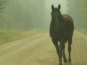 Внезапно излязъл кон предизвика катастрофа край Пловдив