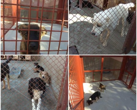 Главната улица на Пловдив се превръща в щанд за безплатни животни