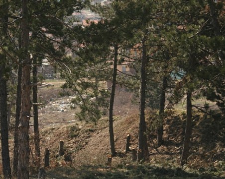 Хванаха двама бракониери с брадви, унищожаващи гората над Асеновград