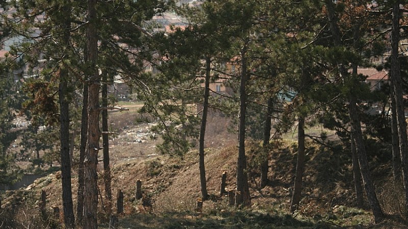 Хванаха двама бракониери с брадви, унищожаващи гората над Асеновград