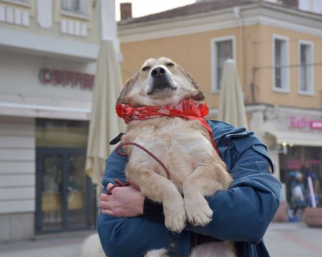 Десетки кучета търсят своя дом на Главната в Пловдив СНИМКИ