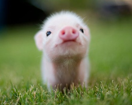 Домашните прасета станаха хит в Русия