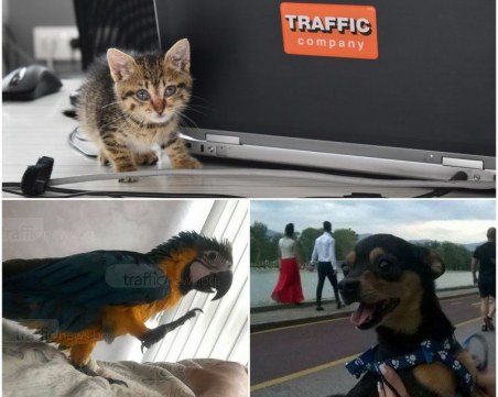 Истории с щастлив край! Животните, на които TrafficNews.bg успя да помогне през 2018 година