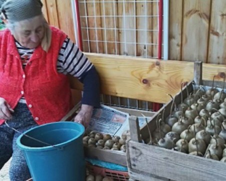 В смолянското село се радват на богата реколта от киви