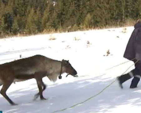 Еленът Рудолф от Родопите търси... съпруга СНИМКА