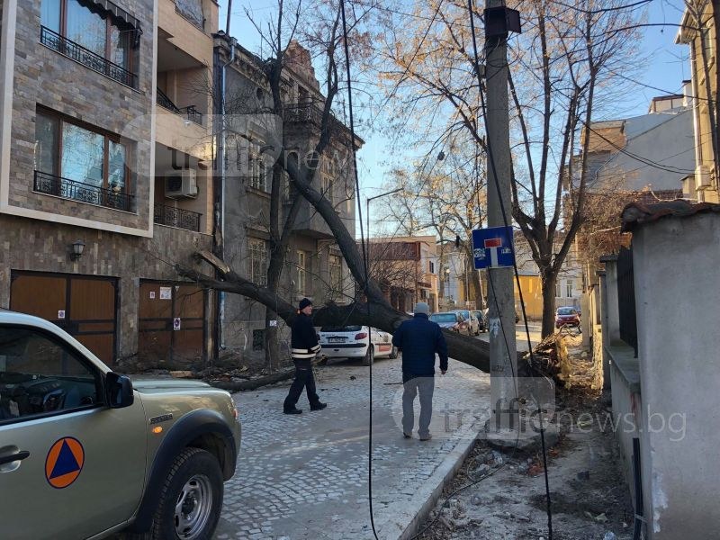 Дърво падна върху кооперация в центъра на Пловдив СНИМКИ