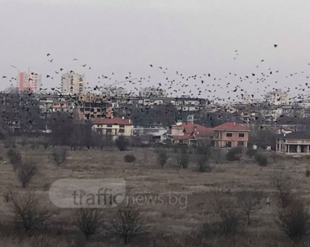 Като във филм на Хичкок! Огромно ято птици нападна Пловдив СНИМКИ