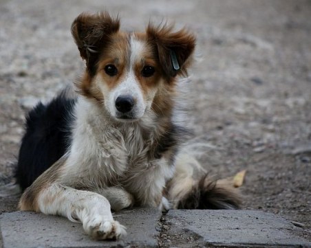 Най-много изгубени домашни кучета има в дните преди Нова година, предупреждават от 