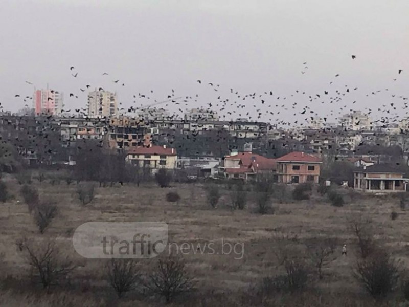 Като във филм на Хичкок! Огромно ято птици нападна Пловдив СНИМКИ