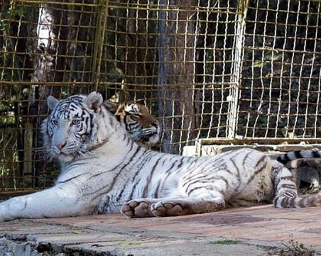 Бял тигър в зоопарка в Стара Загора СНИМКИ