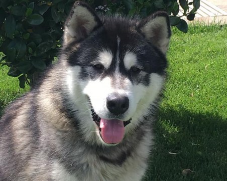 Красив маламут се изгуби край Пловдив! Собствениците го търсят под дърво и камък СНИМКИ