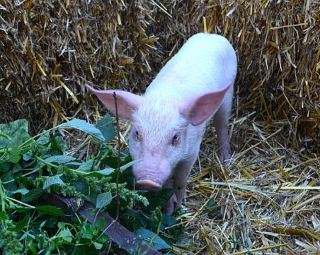 Нов случай на африканска чума по свинете е открит в Силистренско