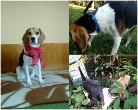 Търси се: Бигълка със синя каишка се загуби в центъра на Пловдив СНИМКИ