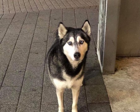 Това красиво хъски се лута по Главната! Търси стопаните си СНИМКА