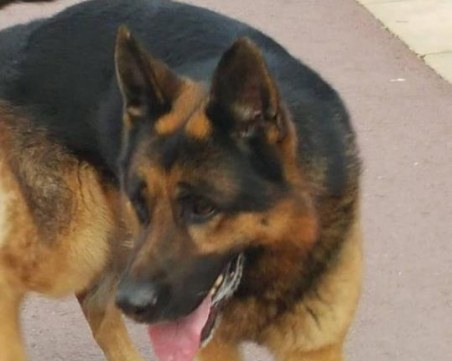 Домашно куче се скита само в Лаута СНИМКА