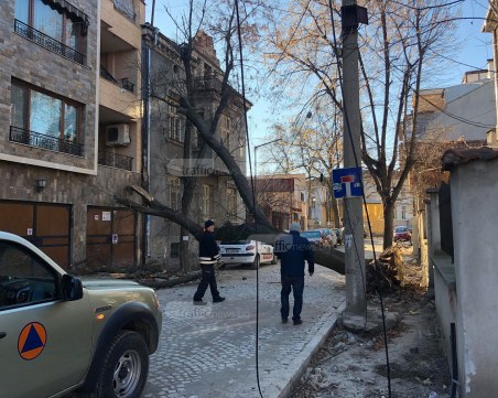 Потърпевшият от падналото дърво в Пловдив: Внесохме жалба в Общината, искаме адекватна реакция ВИДЕО