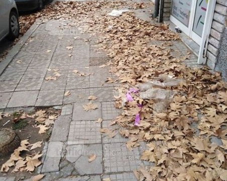 Листопадът отмина, но листата остават! Пловдивчани се оплакват от непочистени улици СНИМКИ