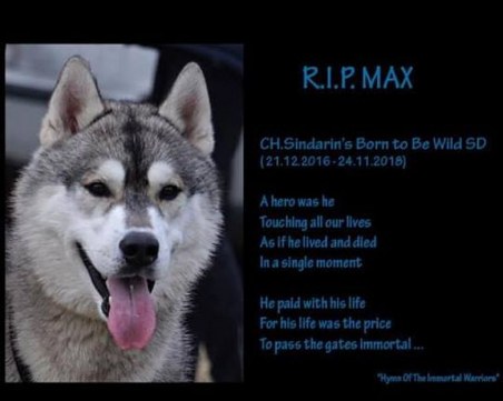 В памет на моето сибирско дете Макс - история за хората, за животните и за тая клета държава