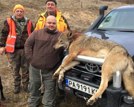 Панагюрец отстреля 55-килограмов вълк, снимките взривиха социалните мрежи СНИМКИ