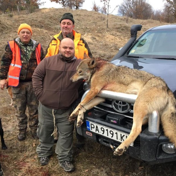 Панагюрец отстреля 55-килограмов вълк, снимките взривиха социалните мрежи СНИМКИ