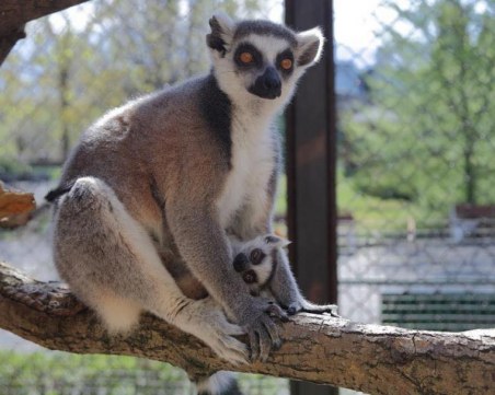 Софийският зоопарк чупи рекорд по бебета
