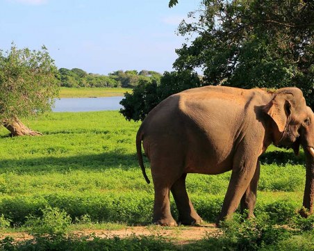 Туристически гид се опита да хипнотизира див слон, животното го стъпка ВИДЕО 18+