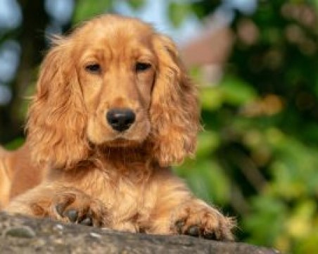 Мъж застреля кокер и рани хъски на 25-годишна жена