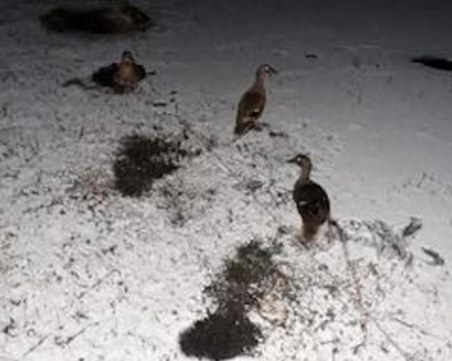 Спасиха диви патици и гъски, вързани за жива примамка в язовири край Стара Загора ВИДЕО