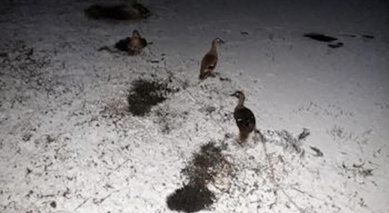 Спасиха диви патици и гъски, вързани за жива примамка в язовири край Стара Загора ВИДЕО