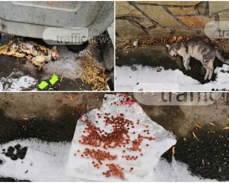 Изтреблението на котки с отрова в Пловдив продължава СНИМКИ