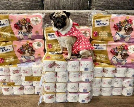 Народът полудя по тоалетна хартия с изображения на мопсове СНИМКИ