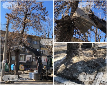 Дърво тръгна да пада в центъра на Пловдив! Подпряха го с багер СНИМКИ