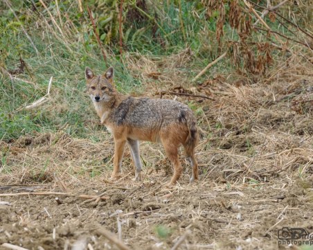 Пазарджишко пропищя от чакали, нападат села и крайни квартали на градове