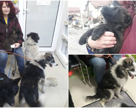 Спасиха 15 животинки от Войводиново! Те чакат помощта ни СНИМКИ