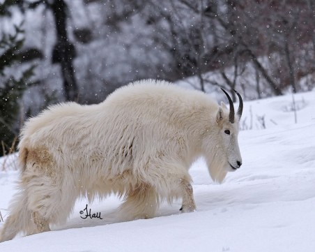 Железничари в Австрия спряха влак, за да спасят дива коза ВИДЕО
