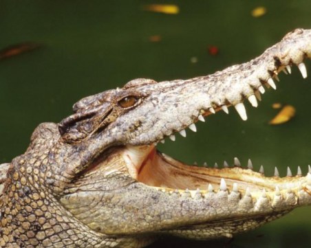 Погребение на 130-годишен крокодил събра 500 души