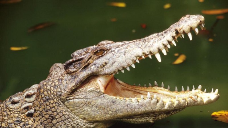 Погребение на 130-годишен крокодил събра 500 души