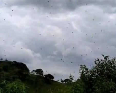 В Бразилия заваляха... паяци