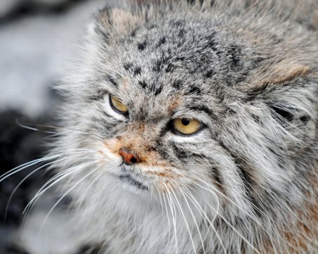 Котарак уби крадец, вкара втори в реанимация