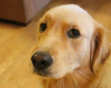 Кучетата разбират какво им говорим