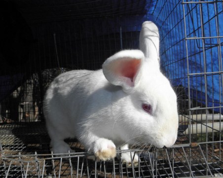 Откриха зайци канибали