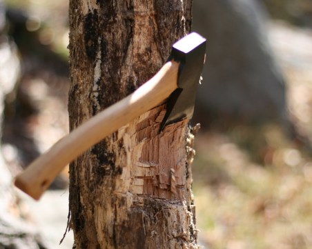 Секат незаконно дървета в Борисовата градина в София