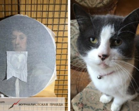 Скачаща котка повреди рядка картина