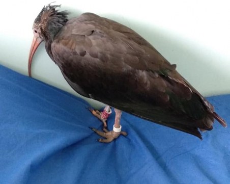 Военнослужещи от Карлово спасиха уникален екземпляр на застрашена птица