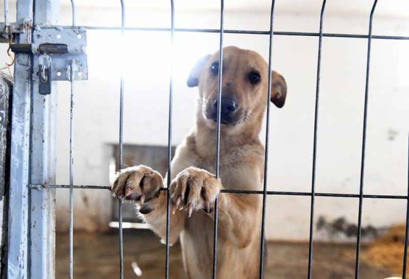 Бездомни кучета живеят в животински концлагер в Габрово