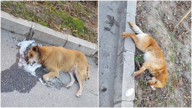 Потресаваща гледка в Прослав! Три кучета издъхнаха, след като бяха натровени СНИМКИ