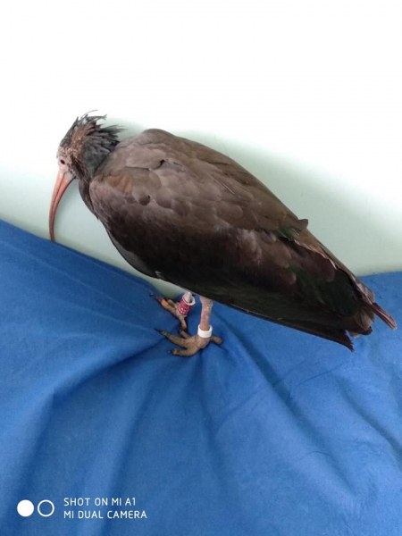 Военнослужещи от Карлово спасиха уникален екземпляр на застрашена птица